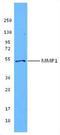 Matrix Metallopeptidase 1 antibody, TA327946, Origene, Western Blot image 