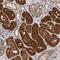 Secernin 2 antibody, NBP1-86419, Novus Biologicals, Immunohistochemistry frozen image 