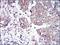 Junction Plakoglobin antibody, NBP2-37557, Novus Biologicals, Immunohistochemistry paraffin image 