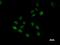 B-TFIID TATA-Box Binding Protein Associated Factor 1 antibody, LS-C342295, Lifespan Biosciences, Immunofluorescence image 