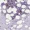 Ribonuclease A Family Member 2 antibody, NBP1-91872, Novus Biologicals, Immunohistochemistry frozen image 