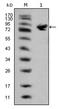 ISL LIM Homeobox 1 antibody, AM06336SU-N, Origene, Western Blot image 