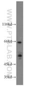 MutY DNA Glycosylase antibody, 15237-1-AP, Proteintech Group, Western Blot image 