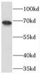 N-acetylmuramoyl-L-alanine amidase antibody, FNab06356, FineTest, Western Blot image 