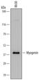 Myogenin antibody, MAB66861, R&D Systems, Western Blot image 