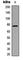 BMX Non-Receptor Tyrosine Kinase antibody, abx121855, Abbexa, Western Blot image 