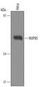 Nucleoporin 85 antibody, PA5-47799, Invitrogen Antibodies, Western Blot image 