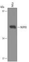 Nucleoporin 85 antibody, PA5-47799, Invitrogen Antibodies, Western Blot image 