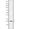 Fibroblast Growth Factor 22 antibody, abx215344, Abbexa, Western Blot image 