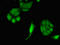 Eukaryotic Translation Initiation Factor 2 Alpha Kinase 1 antibody, LS-C677787, Lifespan Biosciences, Immunofluorescence image 