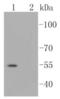 SMAD Family Member 3 antibody, NBP2-67513, Novus Biologicals, Western Blot image 