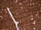 Synaptotagmin 4 antibody, LS-C796784, Lifespan Biosciences, Immunohistochemistry paraffin image 