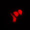 Heterogeneous Nuclear Ribonucleoprotein K antibody, LS-C352312, Lifespan Biosciences, Immunofluorescence image 