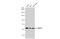 Nucleoporin 50 antibody, GTX106428, GeneTex, Western Blot image 