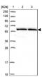 Zinc Finger Protein 480 antibody, NBP1-81124, Novus Biologicals, Western Blot image 