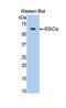 Activated Leukocyte Cell Adhesion Molecule antibody, LS-C301610, Lifespan Biosciences, Western Blot image 