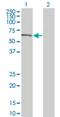 Dual Specificity Tyrosine Phosphorylation Regulated Kinase 2 antibody, H00008445-M02, Novus Biologicals, Western Blot image 