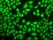 Lysine Demethylase 1A antibody, GTX54328, GeneTex, Immunocytochemistry image 