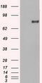 Prominin 2 antibody, CF500351, Origene, Western Blot image 