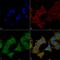 Unc-51 Like Kinase 3 antibody, LS-C773917, Lifespan Biosciences, Immunocytochemistry image 