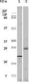 Eukaryotic Translation Initiation Factor 4E Binding Protein 1 antibody, MA5-15313, Invitrogen Antibodies, Western Blot image 