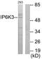 Inositol Hexakisphosphate Kinase 3 antibody, OAAF02622, Aviva Systems Biology, Western Blot image 