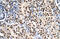 Ras suppressor protein 1 antibody, ARP48320_T100, Aviva Systems Biology, Immunohistochemistry paraffin image 