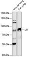 Lactotransferrin antibody, 14-694, ProSci, Western Blot image 