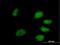 Peptidylprolyl Isomerase Like 4 antibody, H00085313-B01P, Novus Biologicals, Immunofluorescence image 