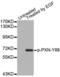 Paxillin antibody, abx000488, Abbexa, Western Blot image 