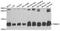 Translocase Of Inner Mitochondrial Membrane 10 antibody, A4626, ABclonal Technology, Western Blot image 