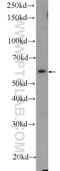 Shootin 1 antibody, 24383-1-AP, Proteintech Group, Western Blot image 