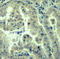 Eukaryotic Translation Initiation Factor 4 Gamma 1 antibody, LS-C335932, Lifespan Biosciences, Immunohistochemistry paraffin image 