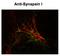 Synapsin I antibody, GTX82594, GeneTex, Immunohistochemistry paraffin image 