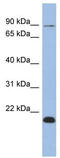 Elongin A2 antibody, TA339487, Origene, Western Blot image 