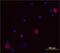 Interleukin 1 Alpha antibody, AF-200-NA, R&D Systems, Immunofluorescence image 