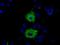 Myo-Inositol Oxygenase antibody, GTX84117, GeneTex, Immunocytochemistry image 