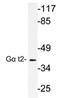 G Protein Subunit Alpha Transducin 2 antibody, AP21187PU-N, Origene, Western Blot image 