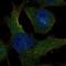SAS-6 Centriolar Assembly Protein antibody, PA5-55791, Invitrogen Antibodies, Immunofluorescence image 