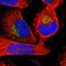 Mannosidase Endo-Alpha antibody, HPA011046, Atlas Antibodies, Immunofluorescence image 