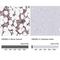 High Mobility Group Box 2 antibody, NBP2-38694, Novus Biologicals, Immunohistochemistry paraffin image 