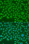 Heterogeneous Nuclear Ribonucleoprotein R antibody, 19-917, ProSci, Immunofluorescence image 