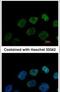 Glutamate Rich WD Repeat Containing 1 antibody, PA5-31238, Invitrogen Antibodies, Immunofluorescence image 