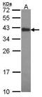 Cytokine Induced Apoptosis Inhibitor 1 antibody, PA5-22321, Invitrogen Antibodies, Western Blot image 