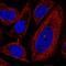 Protein O-Fucosyltransferase 1 antibody, HPA059935, Atlas Antibodies, Immunocytochemistry image 