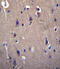 CART Prepropeptide antibody, 56-513, ProSci, Immunohistochemistry paraffin image 
