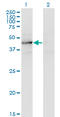 Testis Expressed 28 antibody, LS-C197006, Lifespan Biosciences, Western Blot image 