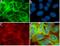 Matrix Metallopeptidase 13 antibody, 710311, Invitrogen Antibodies, Immunofluorescence image 