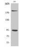Insulin Like Growth Factor 1 Receptor antibody, A00070Y1161-1, Boster Biological Technology, Western Blot image 