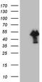 FOXP3 antibody, LS-C795542, Lifespan Biosciences, Western Blot image 